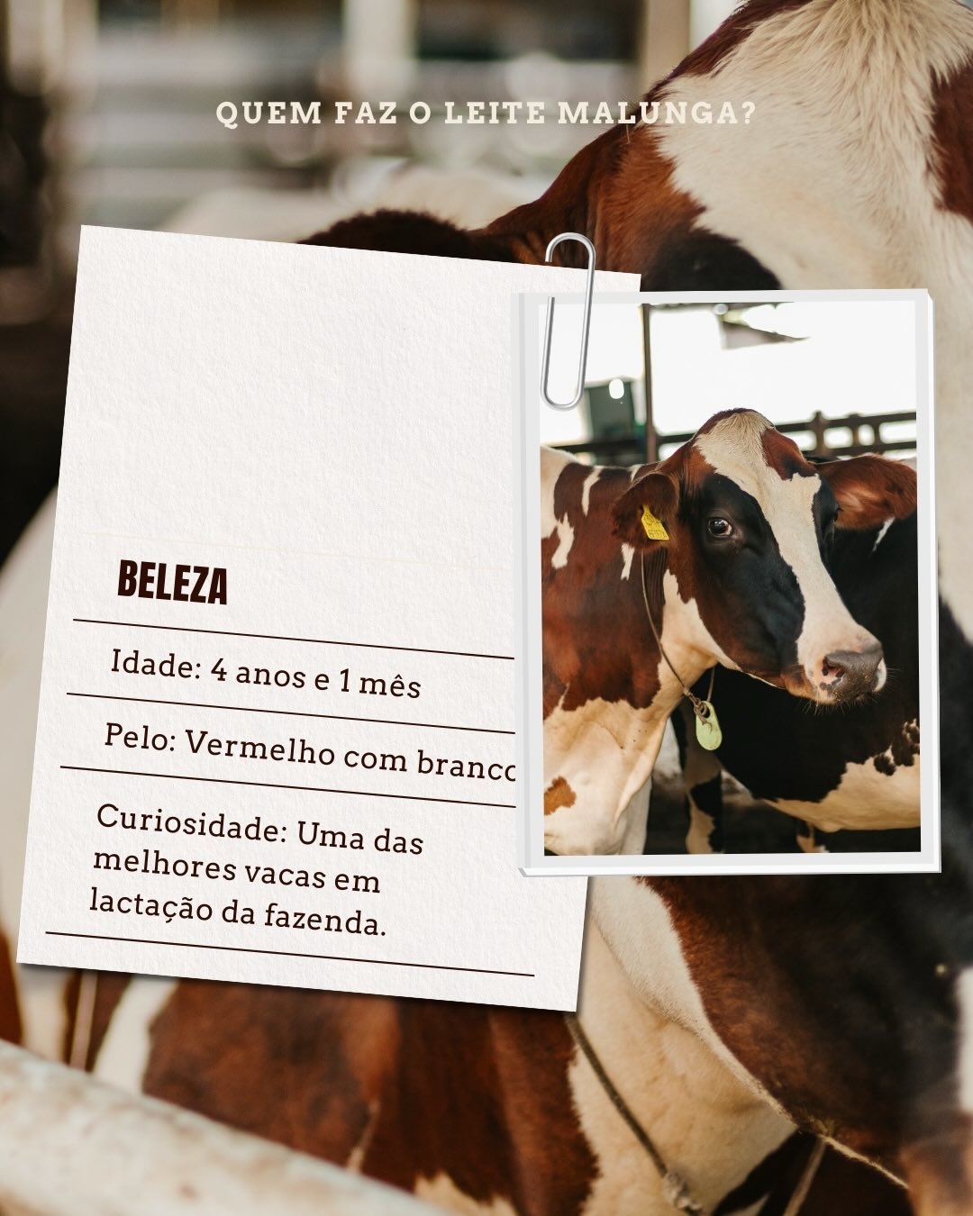 Malunga — vaca Beleza