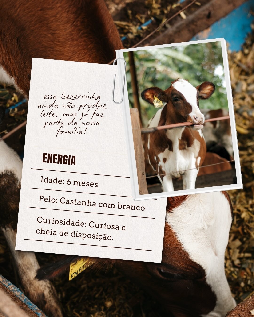 Malunga — vaca Energia