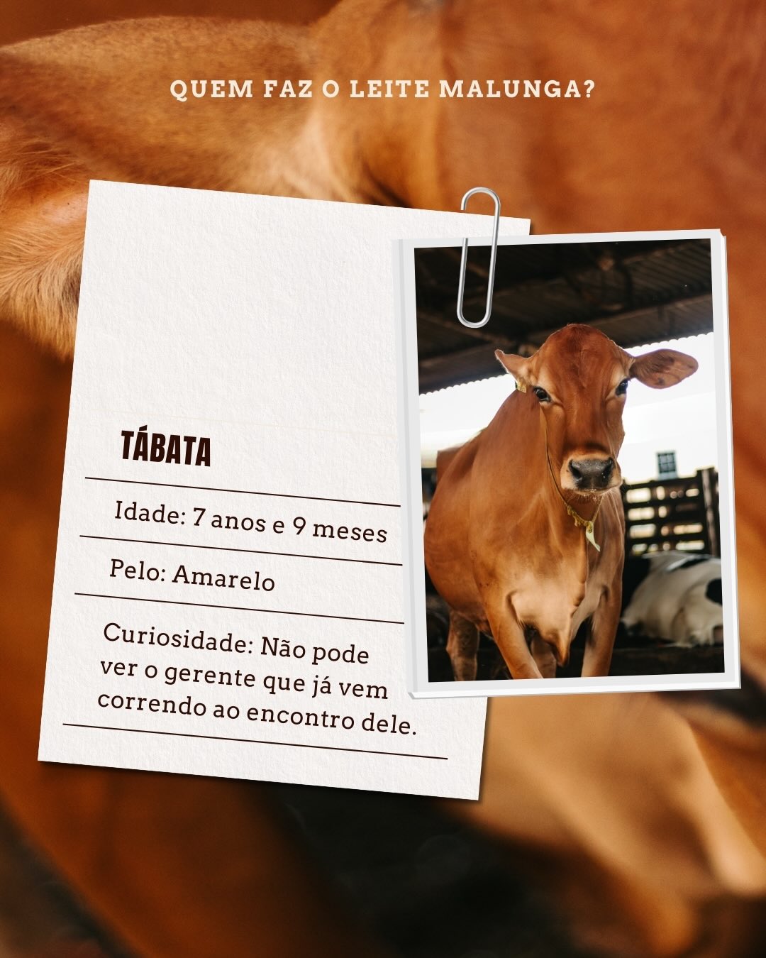 Malunga — vaca Tábata