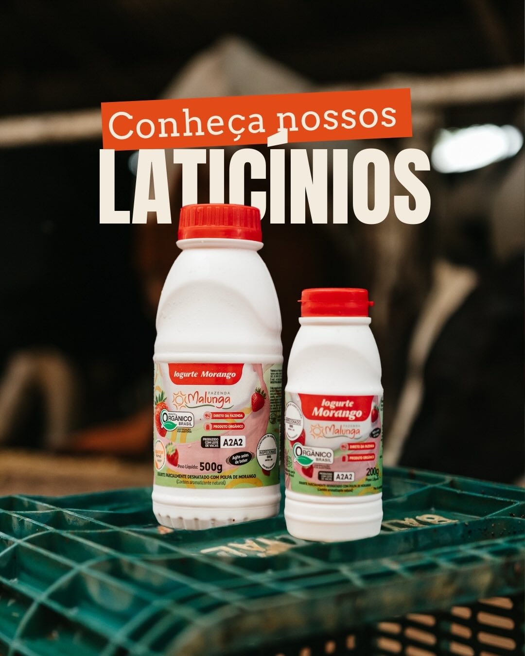 Malunga — conheça nossos laticínios